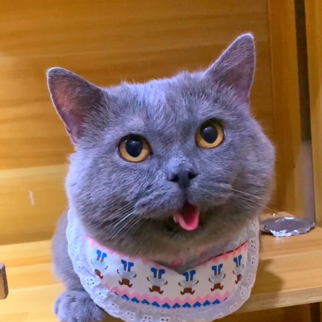 @腿总（矮脚蓝猫啊啊哦）