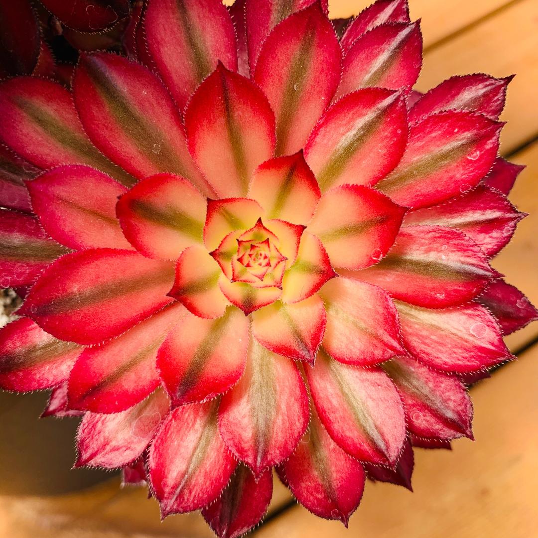 秀姑花卉种植园