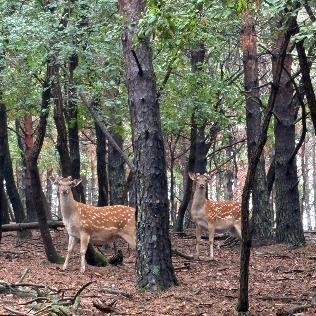 崇山鹿业特色臻选阁