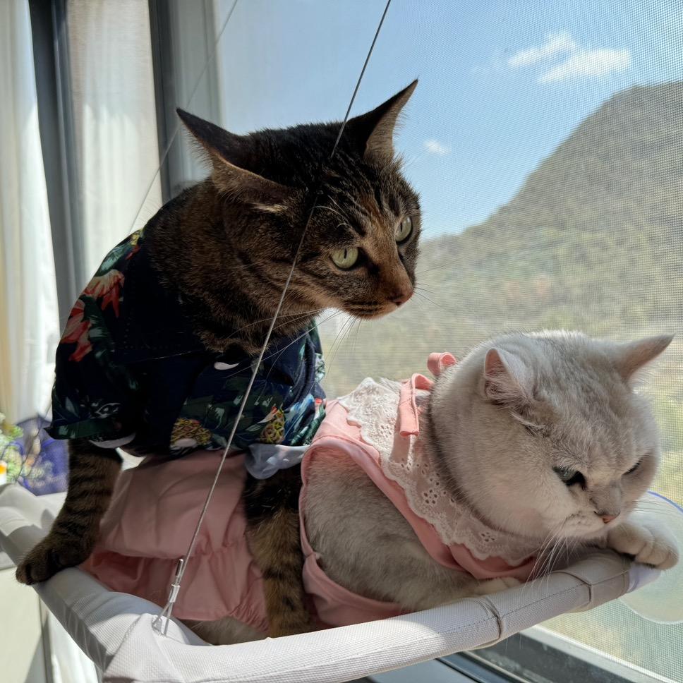 喵星人的地球日常篇🐱（努力版）