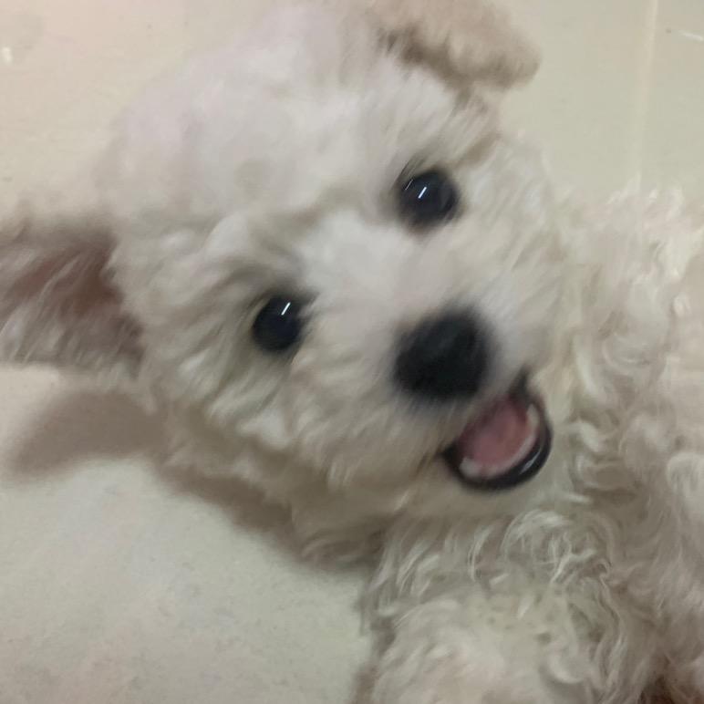 Kami