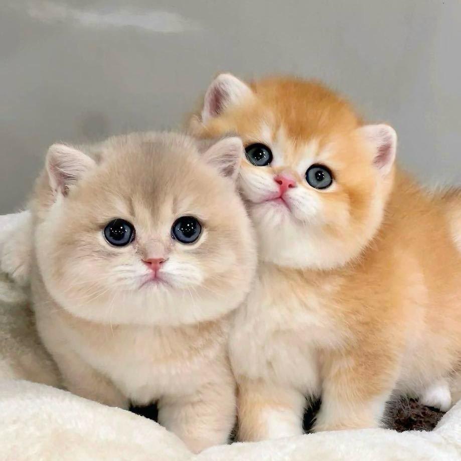 蛋蛋 熊版猫舍
