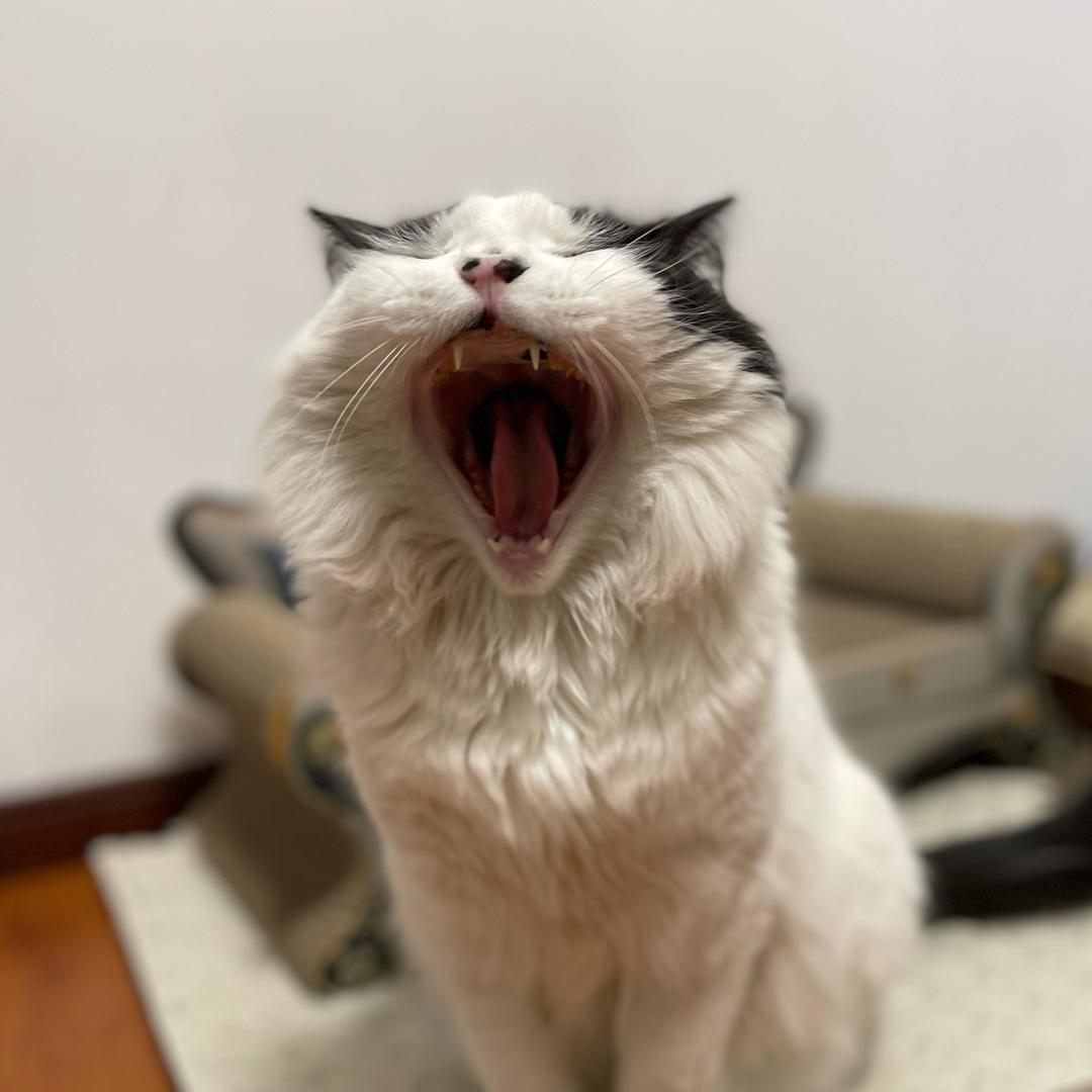 喵霸一方