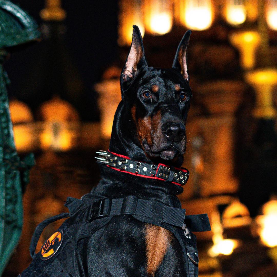 凯撒大弟☄️ （7号杜宾俱乐部）