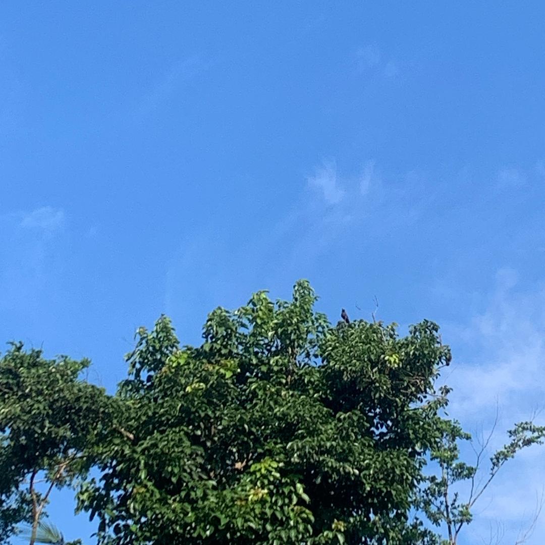 鹑尾
