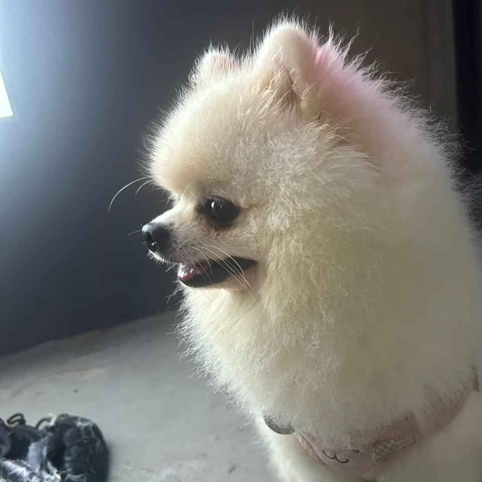 翼歌助理