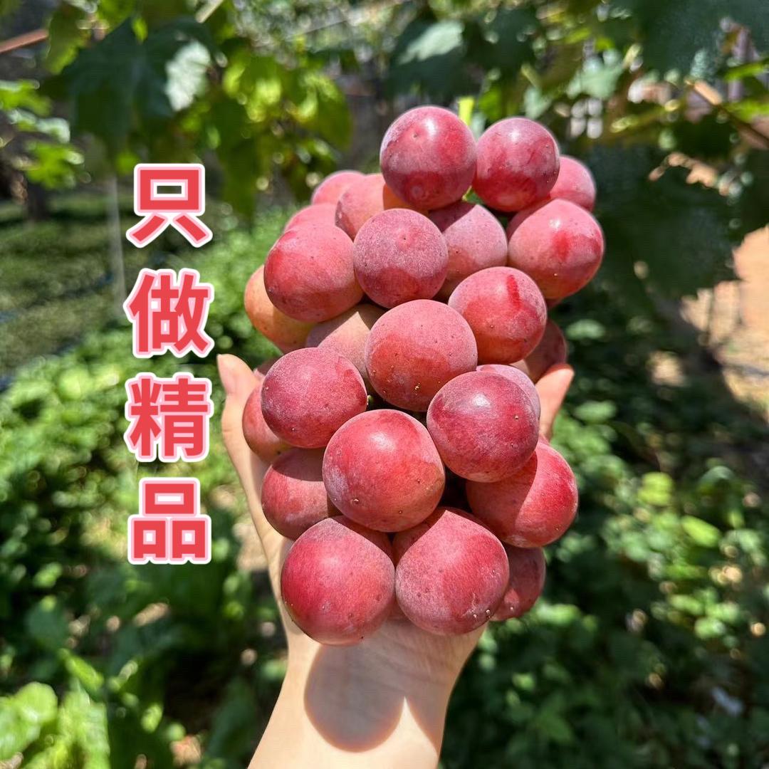 大理南诏庄园（妮娜皇后葡萄）