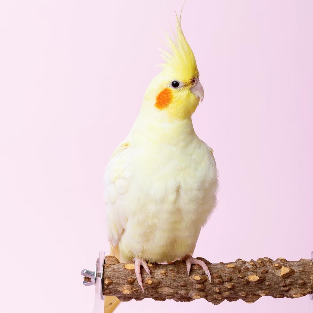 暖暖萌宠鹦鹉
