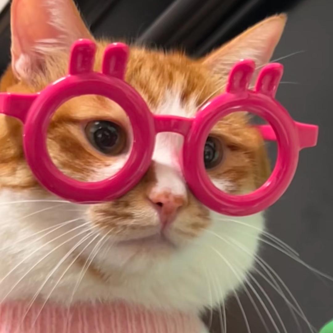 8只喝酒的猫