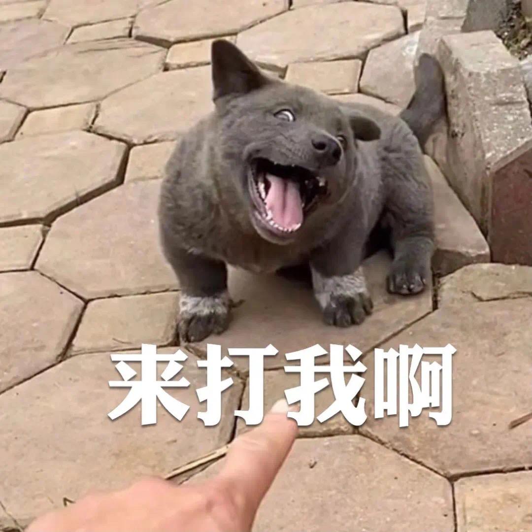 武汉小杜