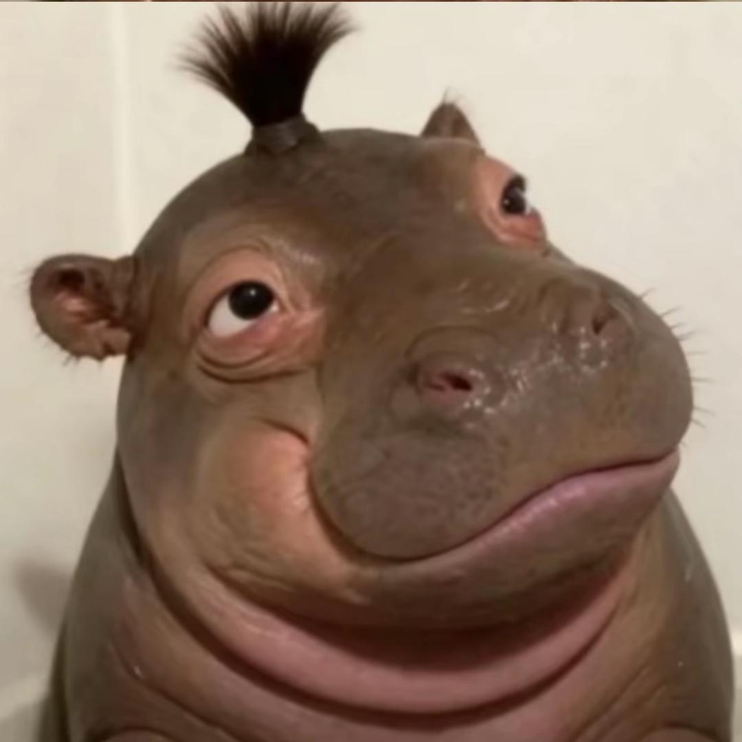 卡尼哪