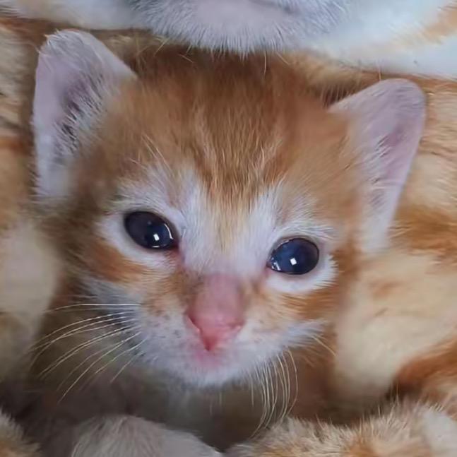 邪恶猫咪大馒头