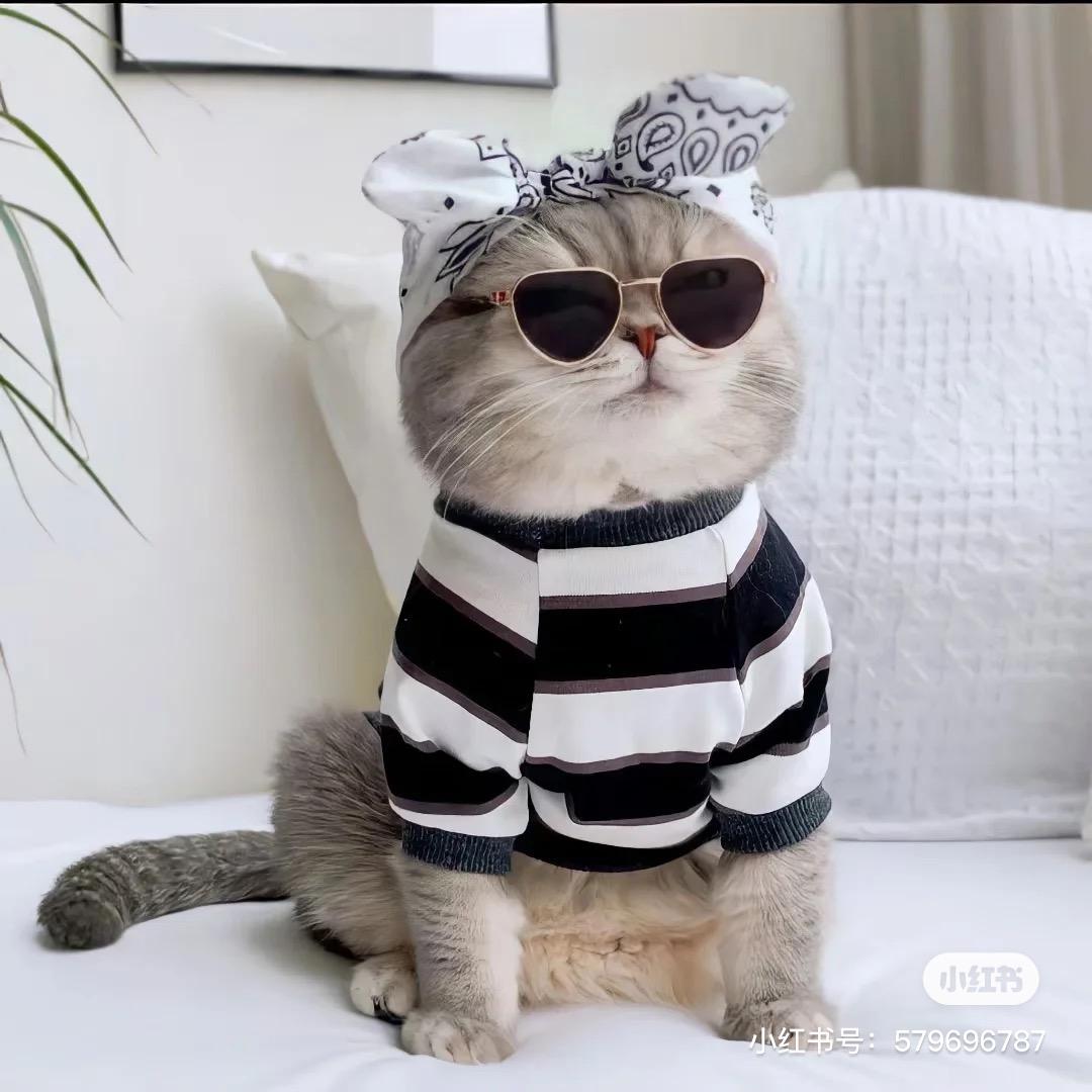 怀中猫🐱