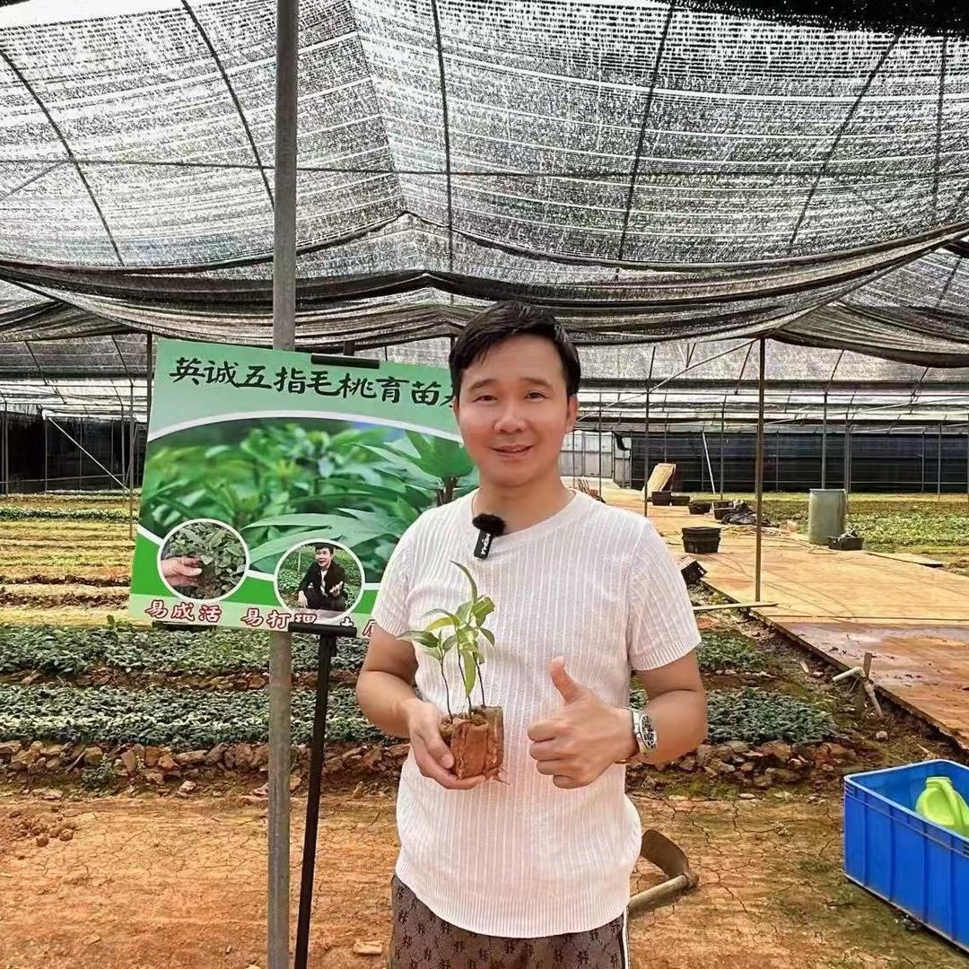 🪨 阿诚五指毛桃-生产加工-批发零售