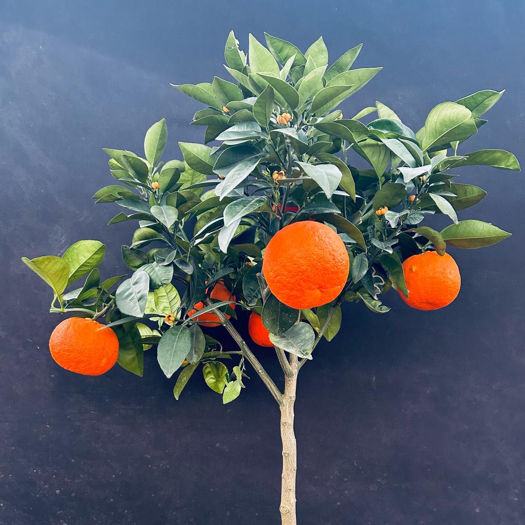 小玉果树