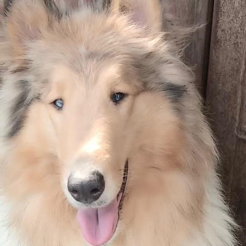 牧羊人家（雪纳瑞）