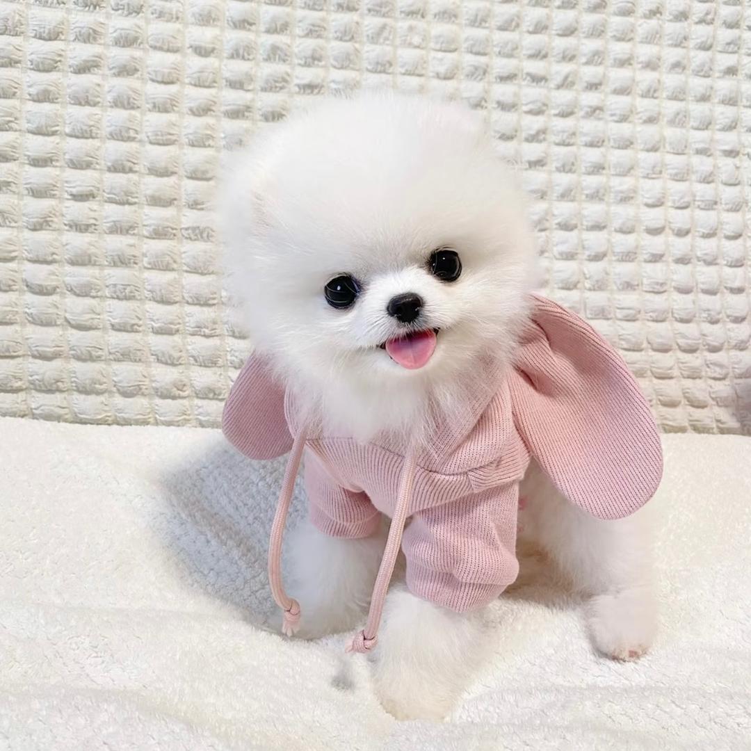 糯叽叽博美茶杯犬