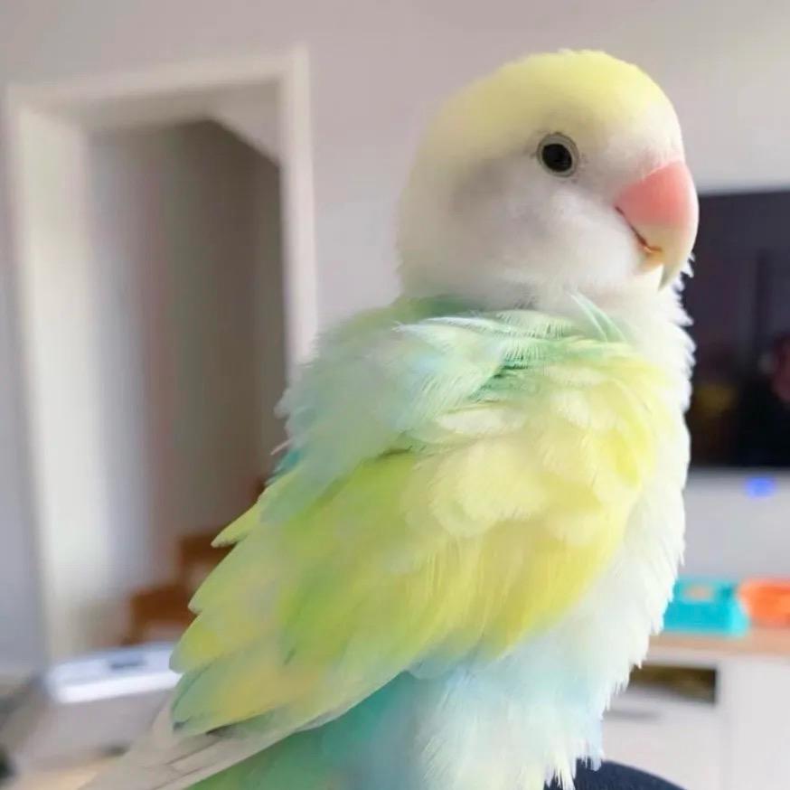 奶fufu鹦鹉萌宠乐园