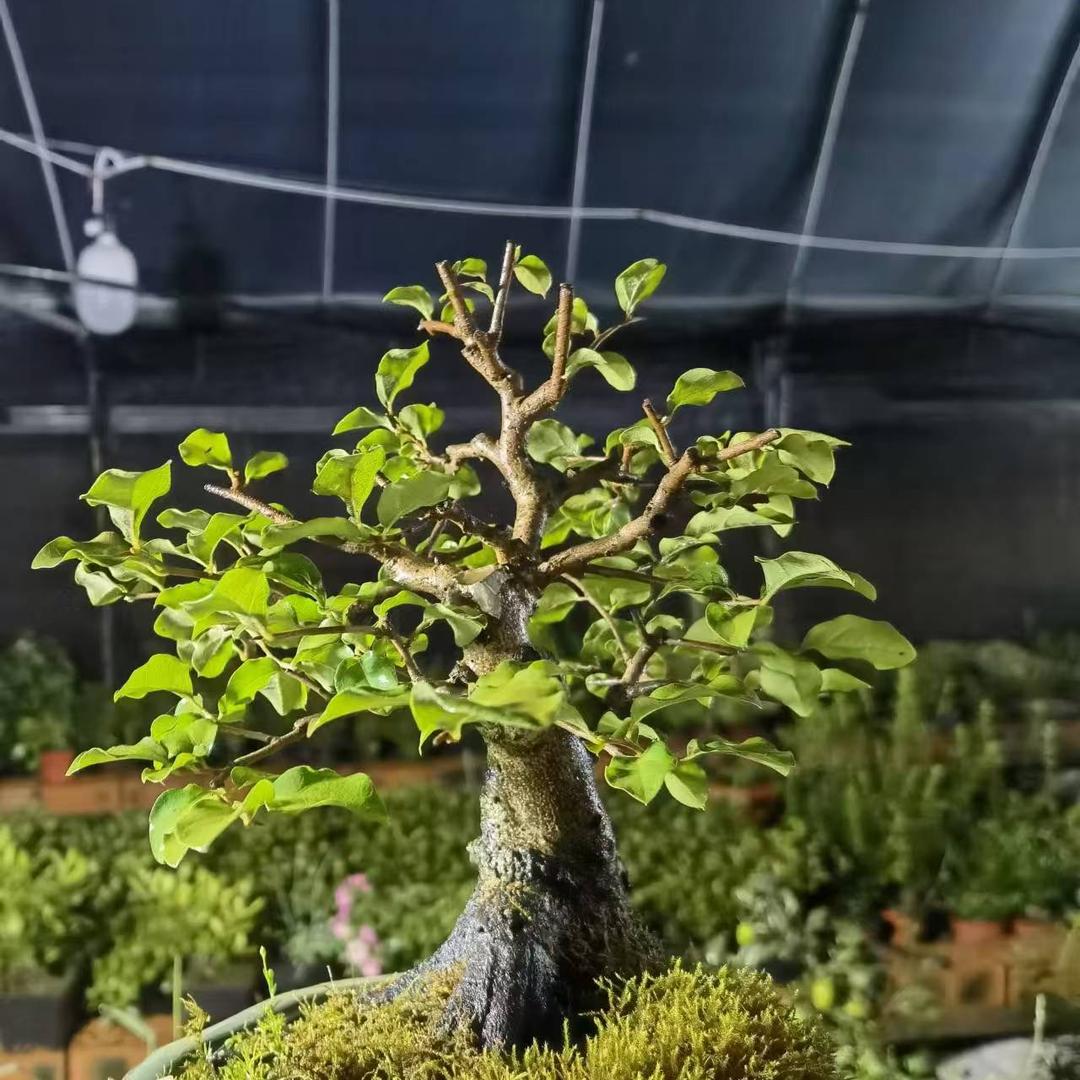 忆乡园盆景