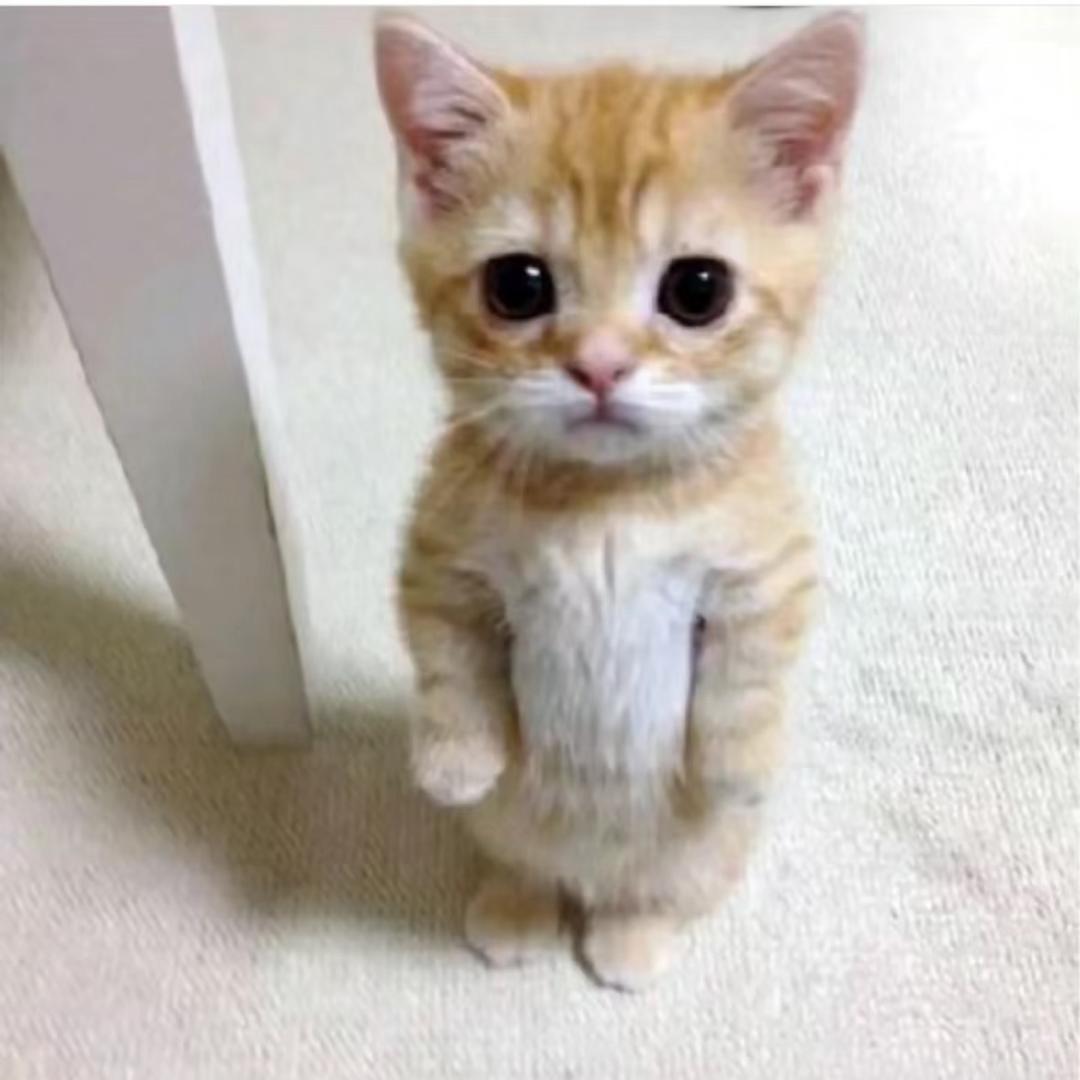 吴梓乔-