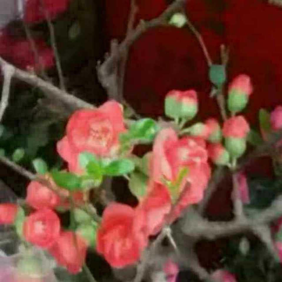 ༊ღ᭄ꦿ꯭咏梅 ꦿᮨ້໌࿐  🦊