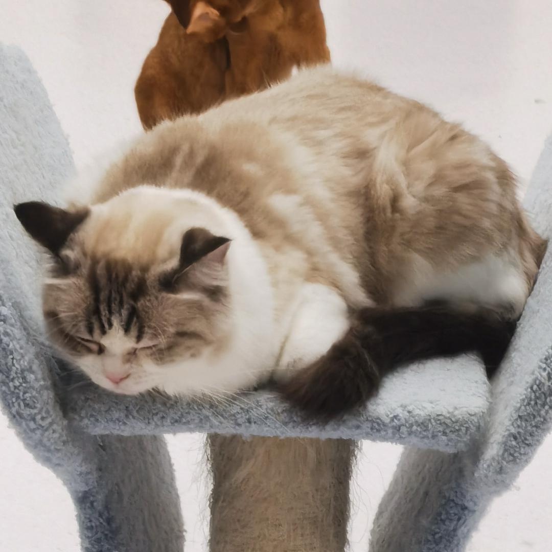 ¥.¥