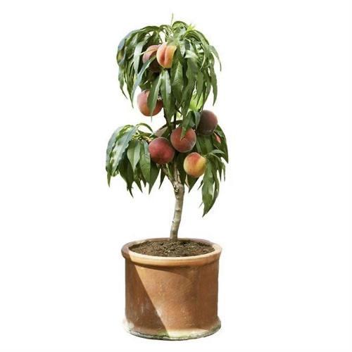 糖糖果树花卉(天天直播)