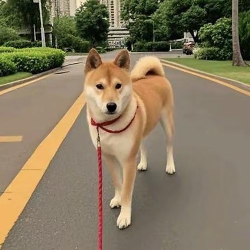 乐享田园-中华犬舍