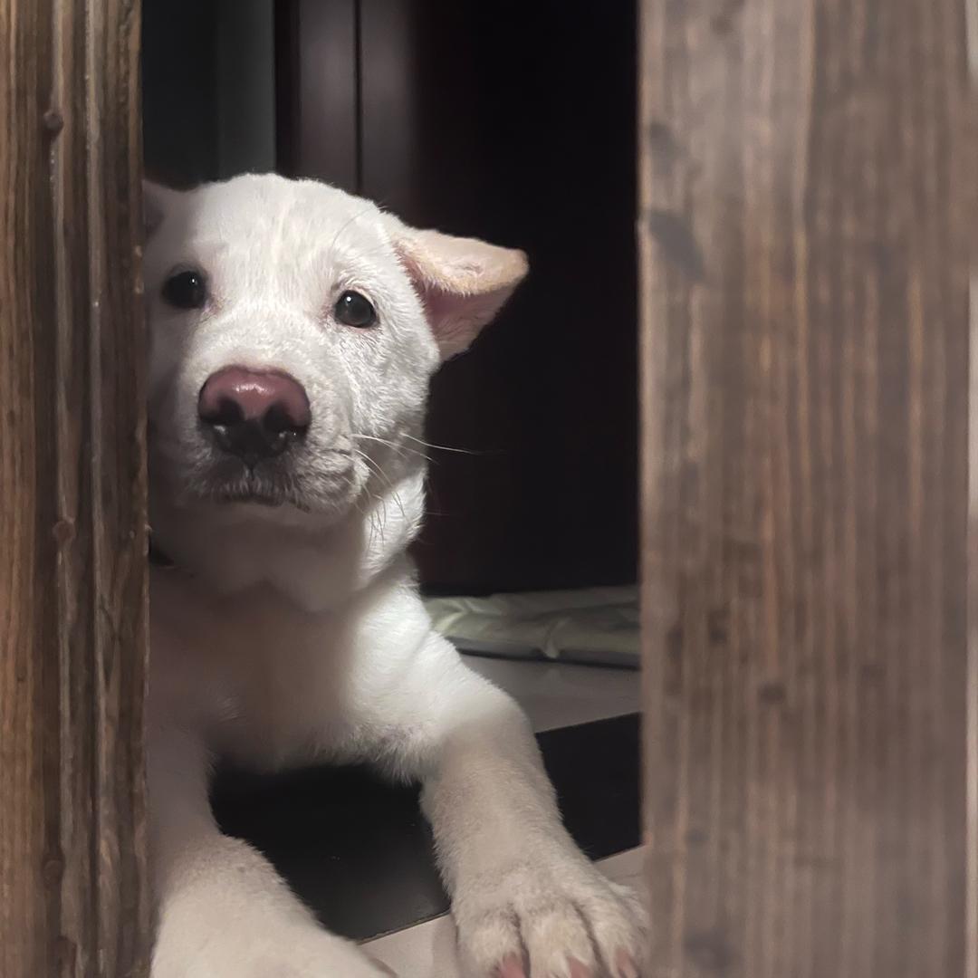 叁拾贰（猫狗双全版