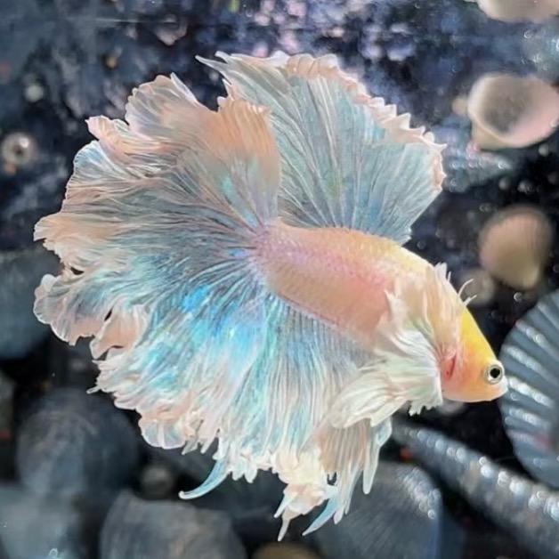 七月泰斗