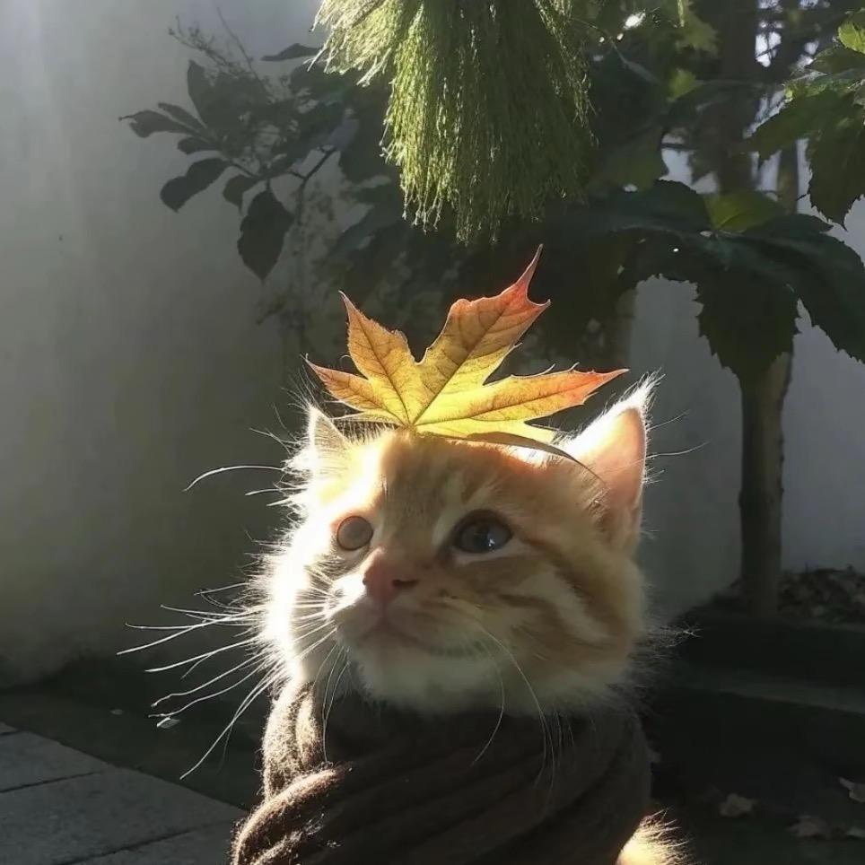 小小ᵃ