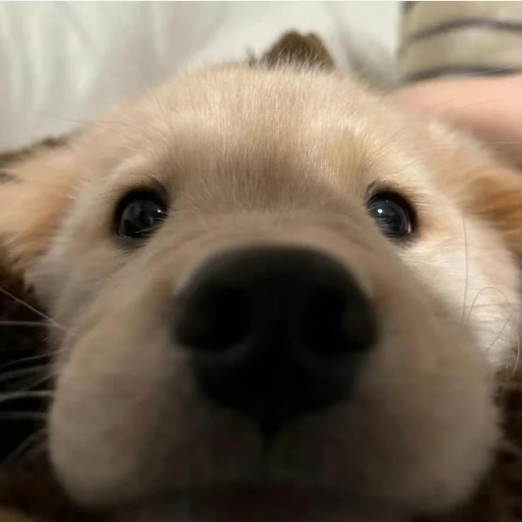 摆