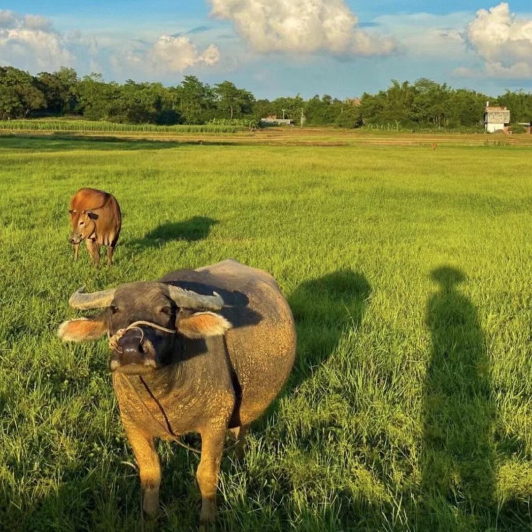 十步之内必有芳草