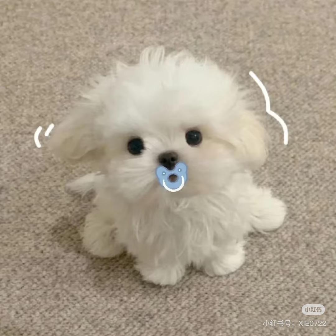 小福来啦🥳