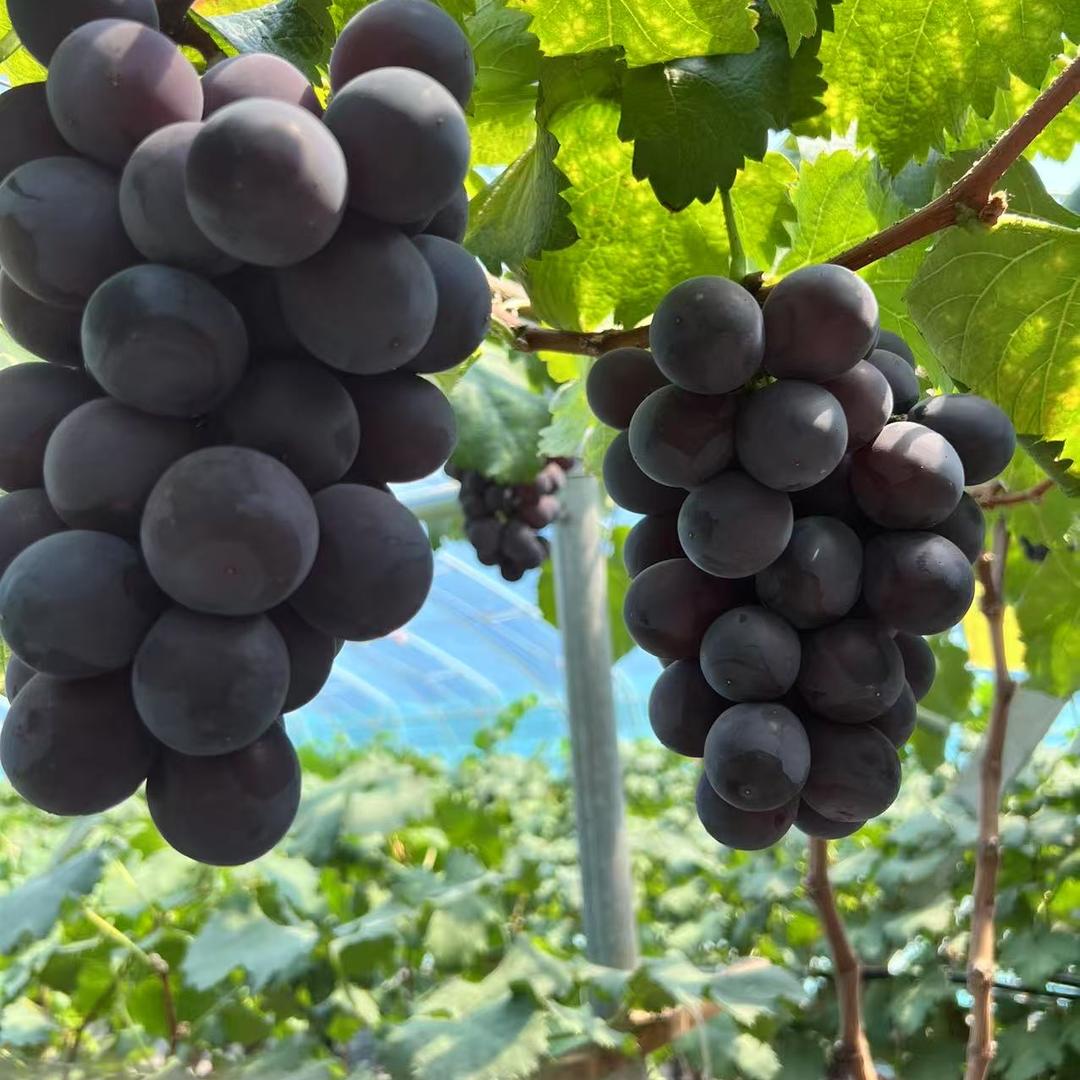 云航鲜果购零售店