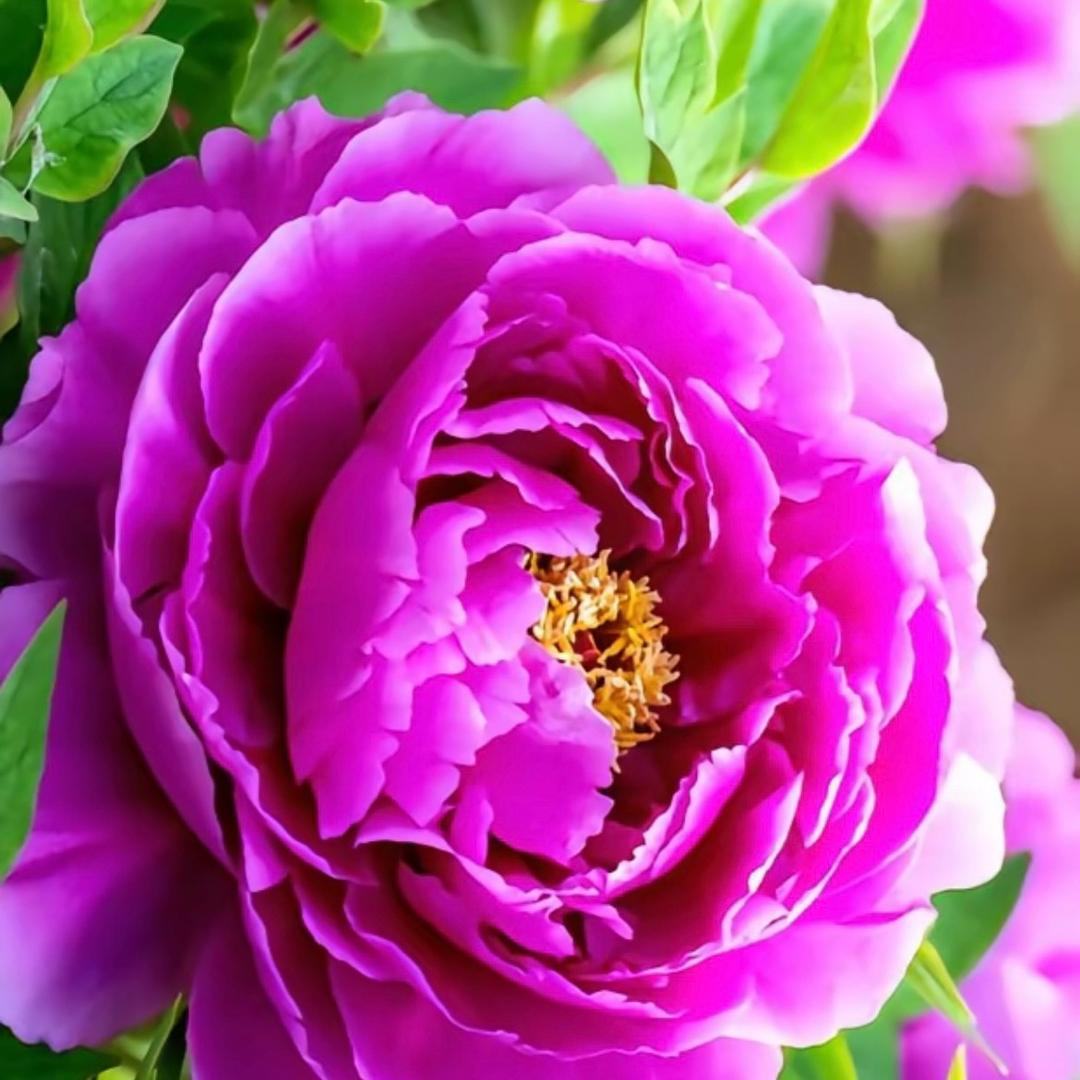 红红火火上午10：10