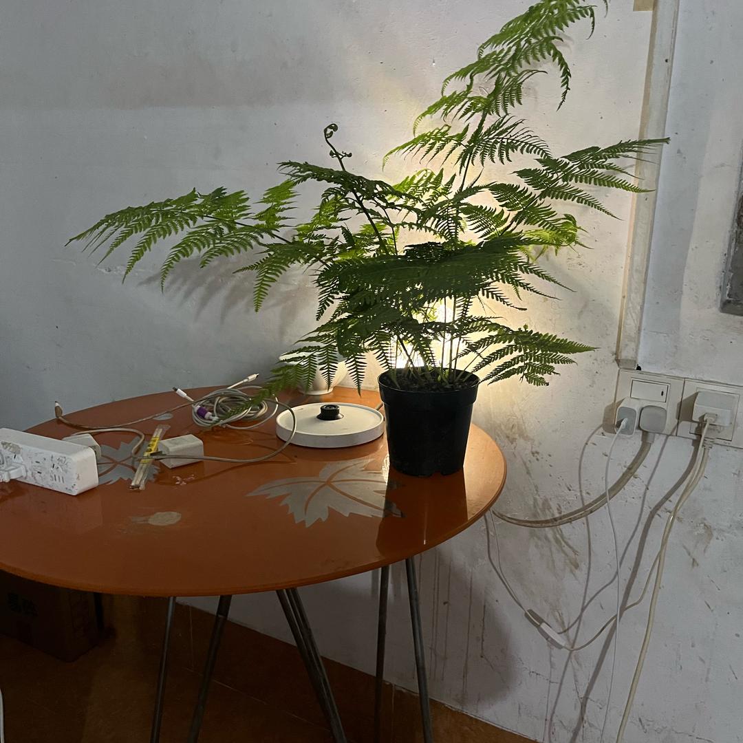 天选之子