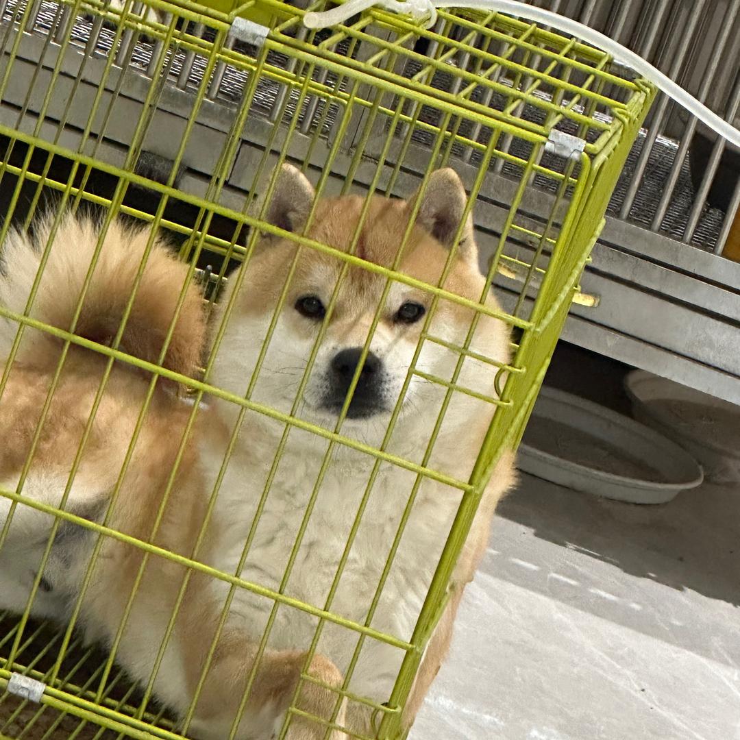 小柴