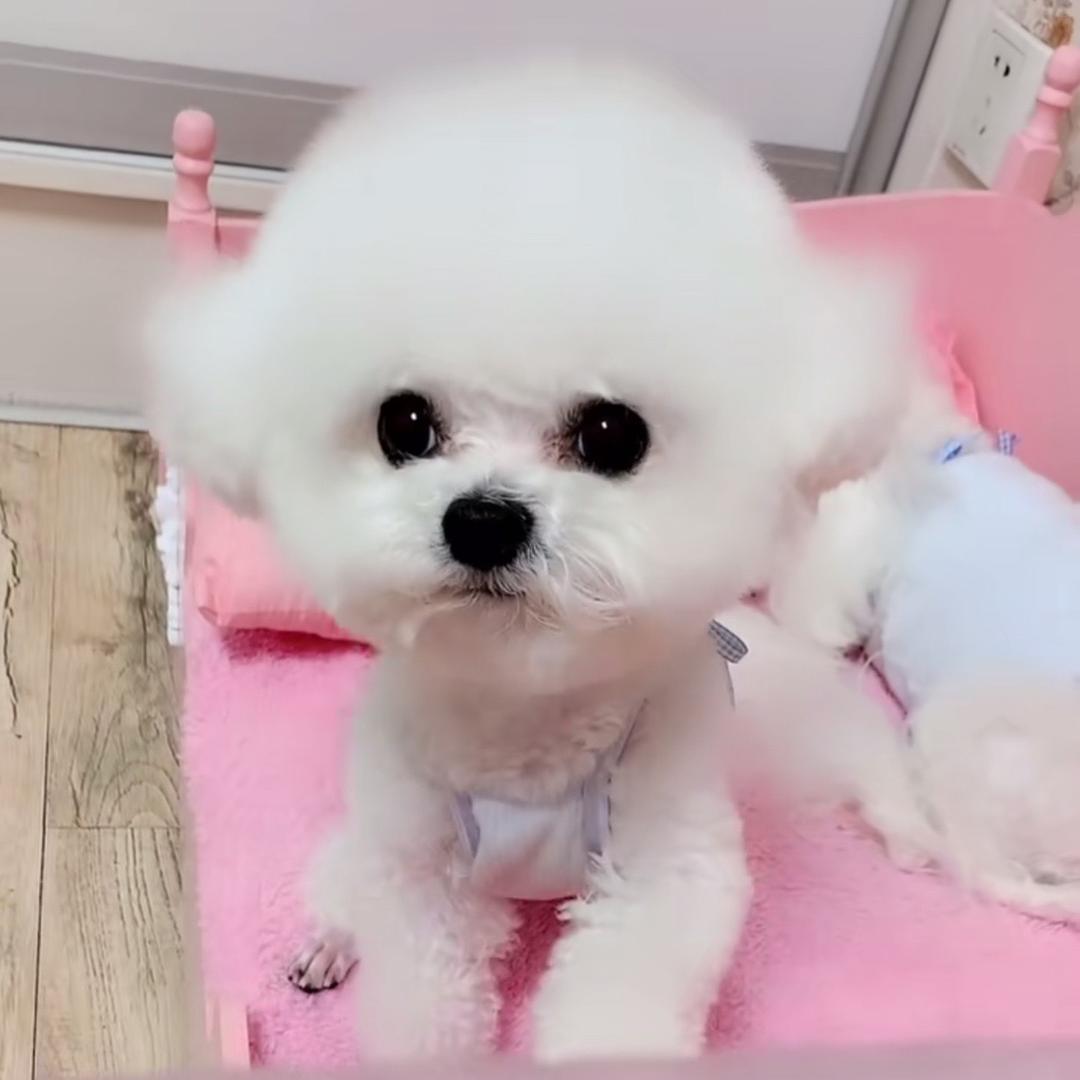 琪琪家比熊