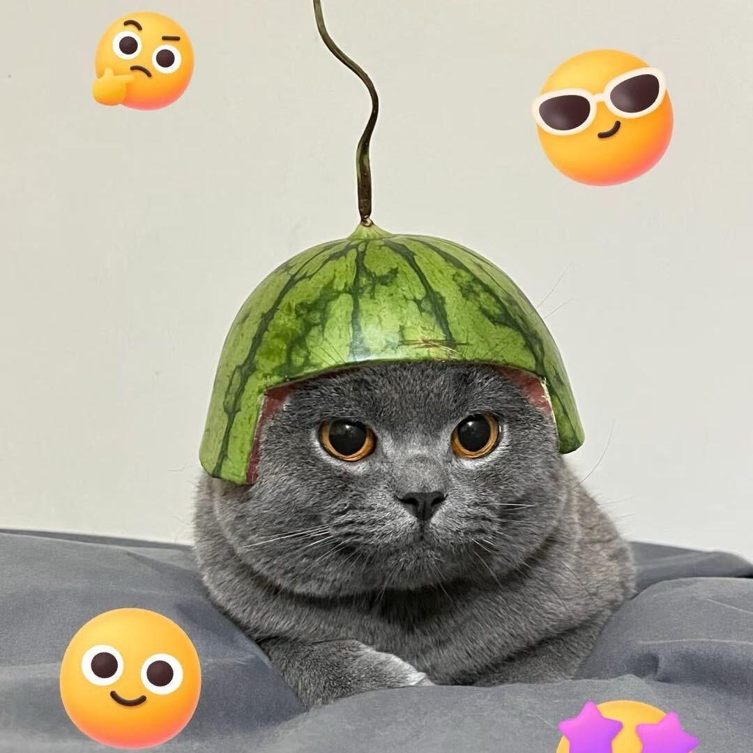 迪迪诶