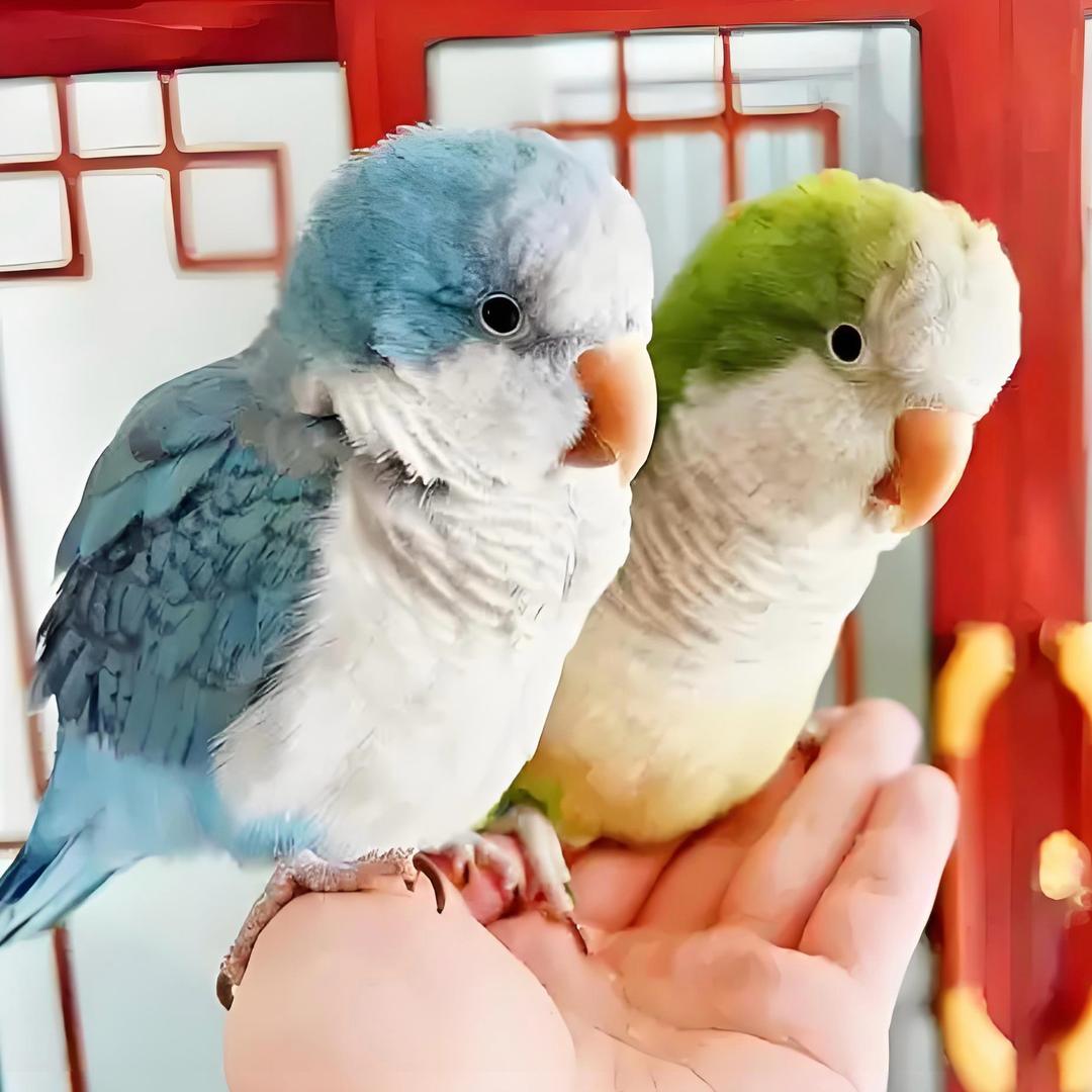 格林手养鹦鹉
