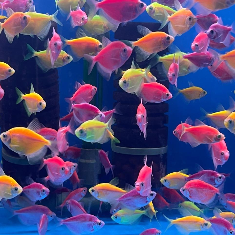 流浪的蚊子