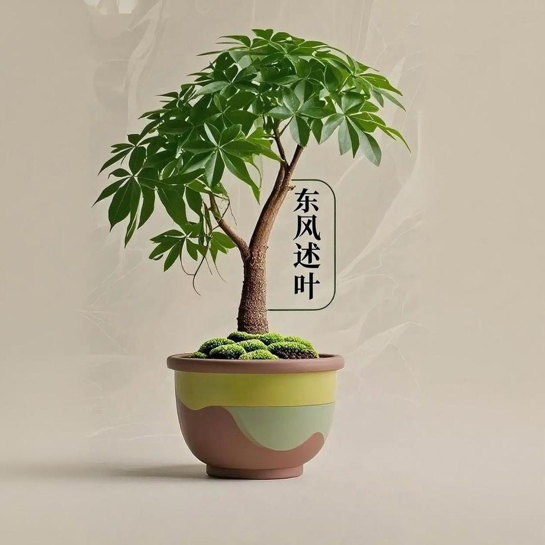 东风述叶Bloom