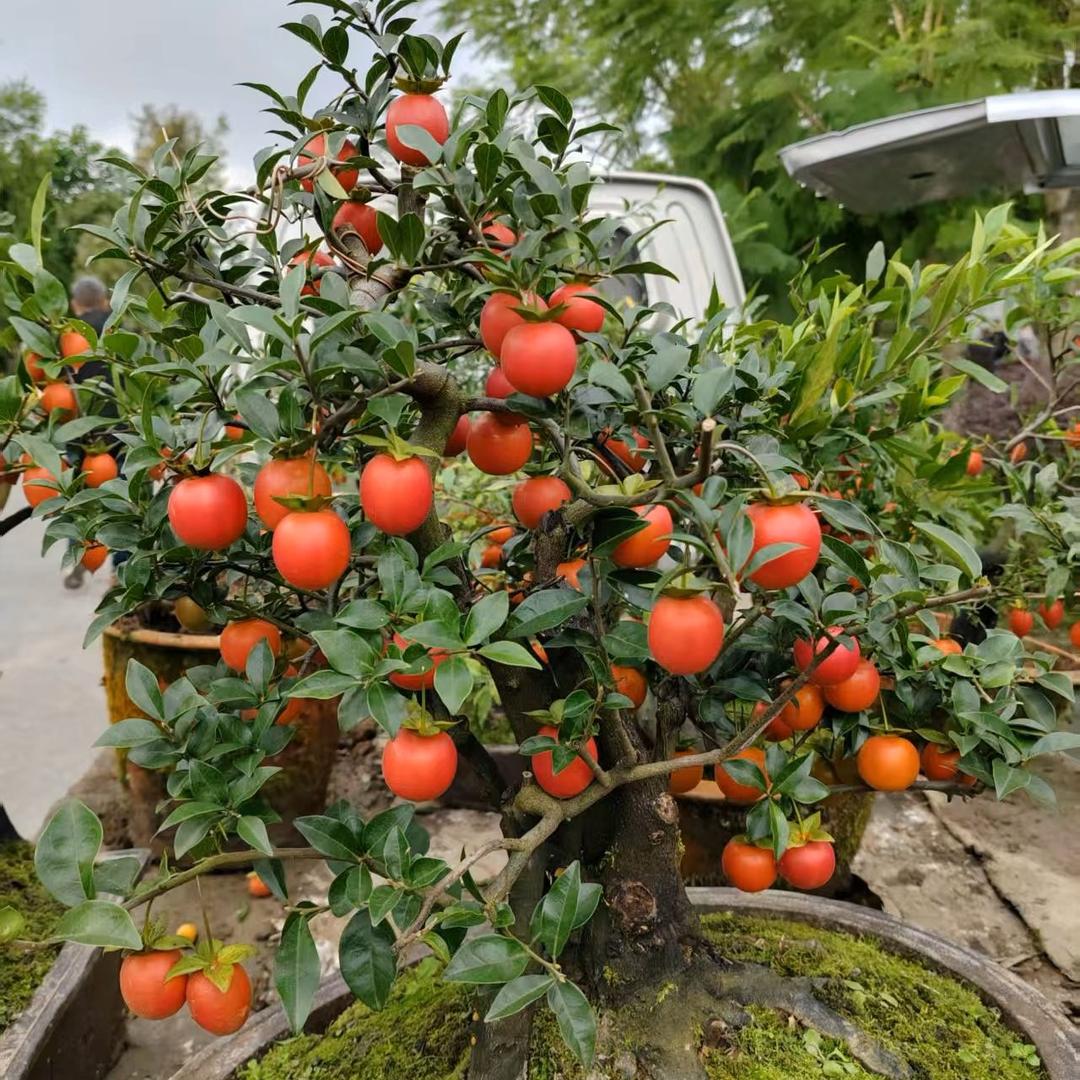 小李.  金弹子玩家部落