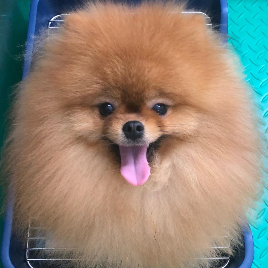 旺家小博美