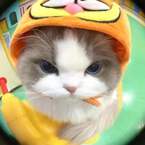 晚安小圆~