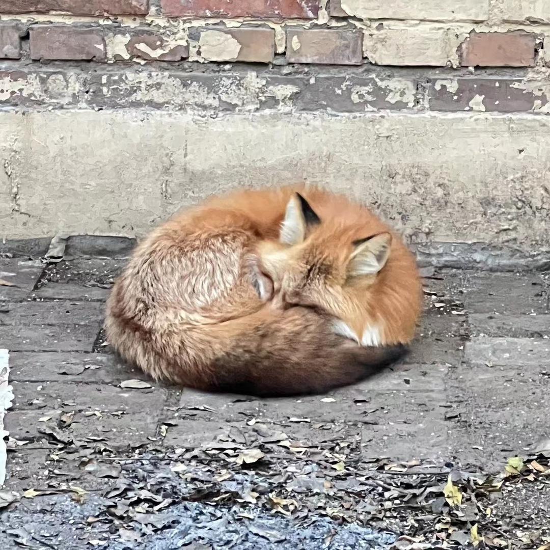 喵喵狐🦊