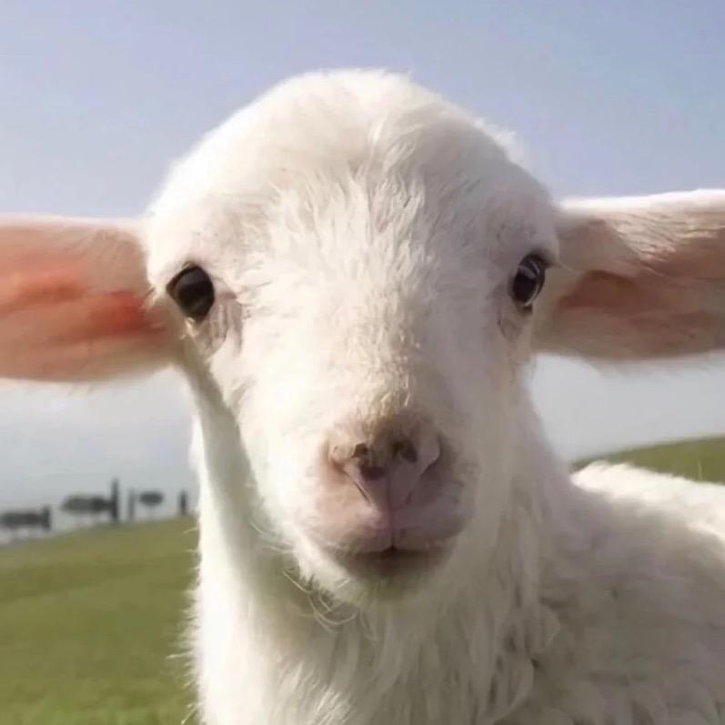 咩咩羊🐑