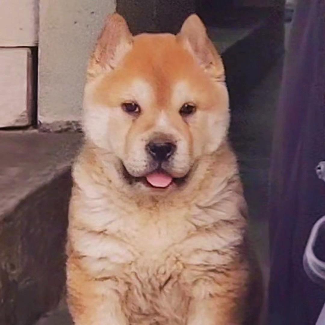 田园犬教授（高端直播）