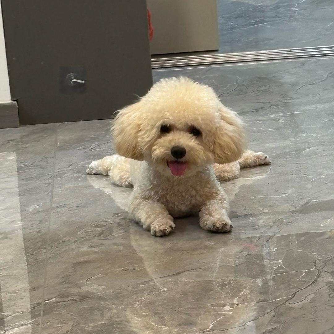 苏蘇